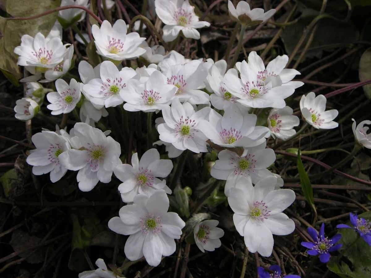 Печеночница Вайт Форест. Фото: Анатолий Воронцов, botanichka.ru