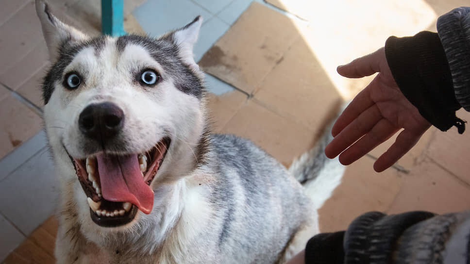 Эксперты считают, что госприюты помогут, но проблему не решат, пока власти регионов не обеспечат учет собак и ответственность граждан .📷Фото: Никита Юдин / Коммерсантъ