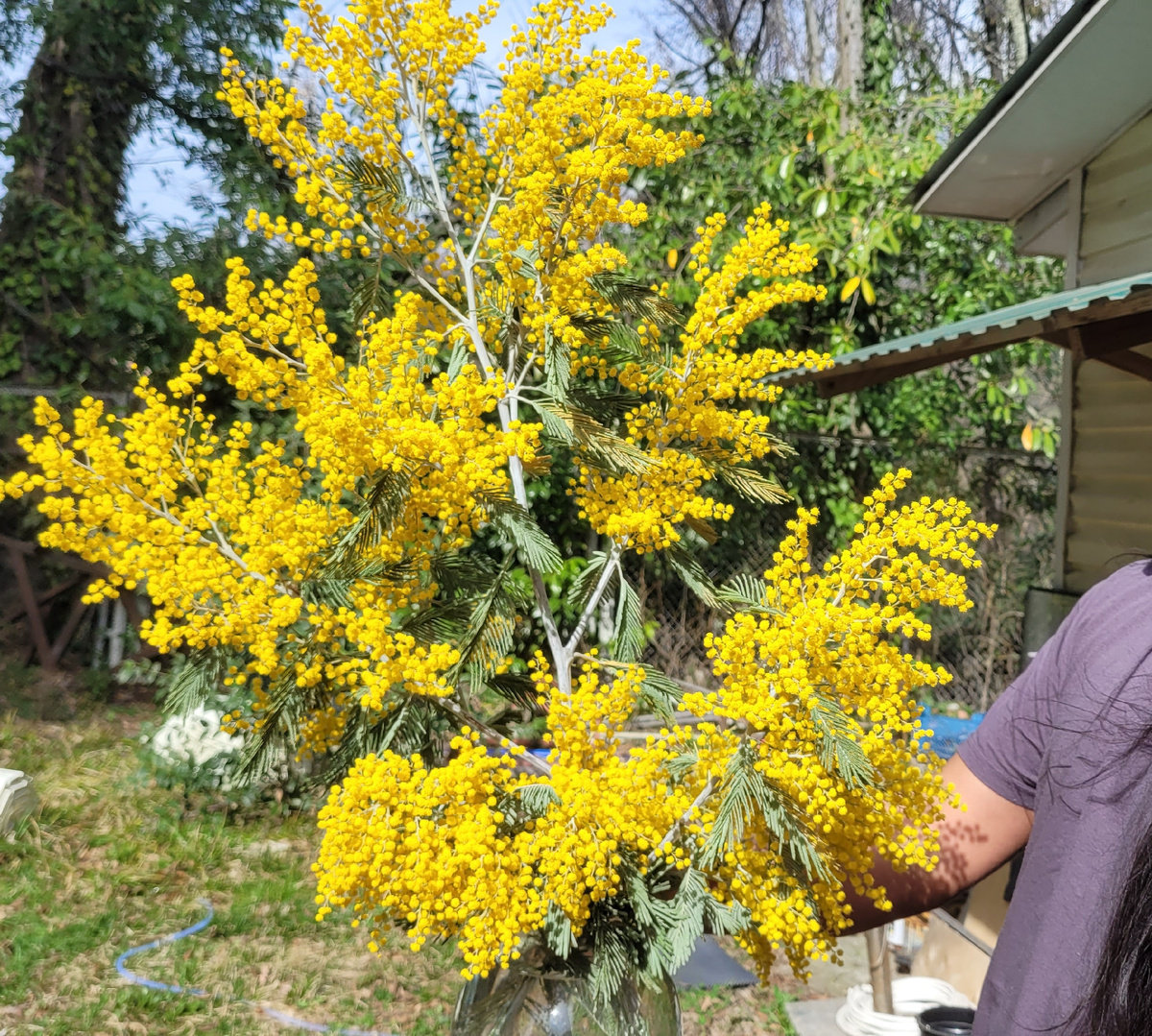 Марко с мимозой