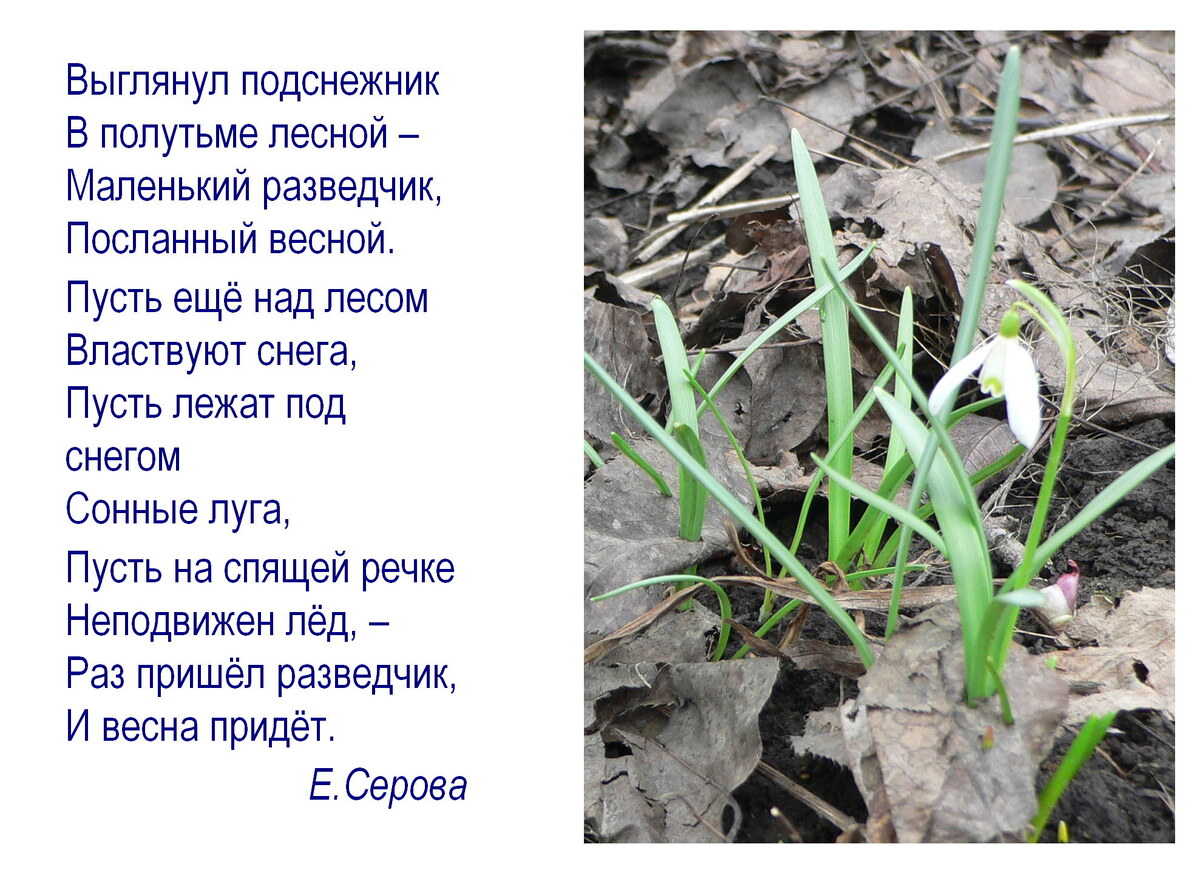 Галантус, или подснежник