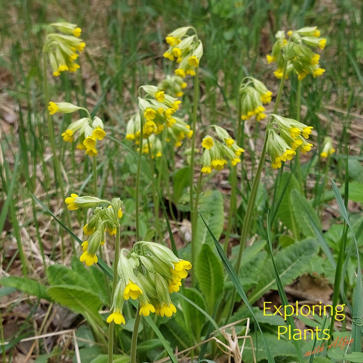 Первоцвет весенний, ООПТ "Русско-немецкая Швейцария", Казань, апрель 2024