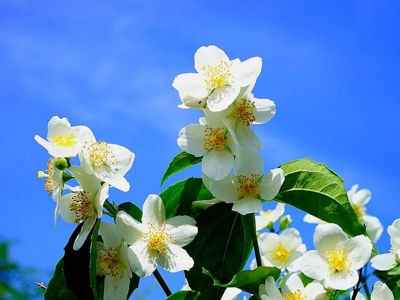 Из Яндекс картинок для иллюстрации 