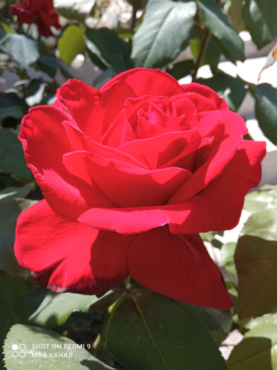 Ч/г роза Ингрид Бергман. Фото автора.