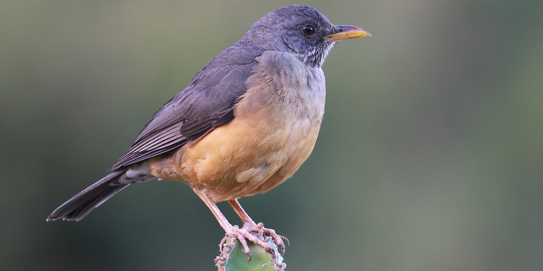 Капский, или оливковый дрозд / Turdus olivaceus