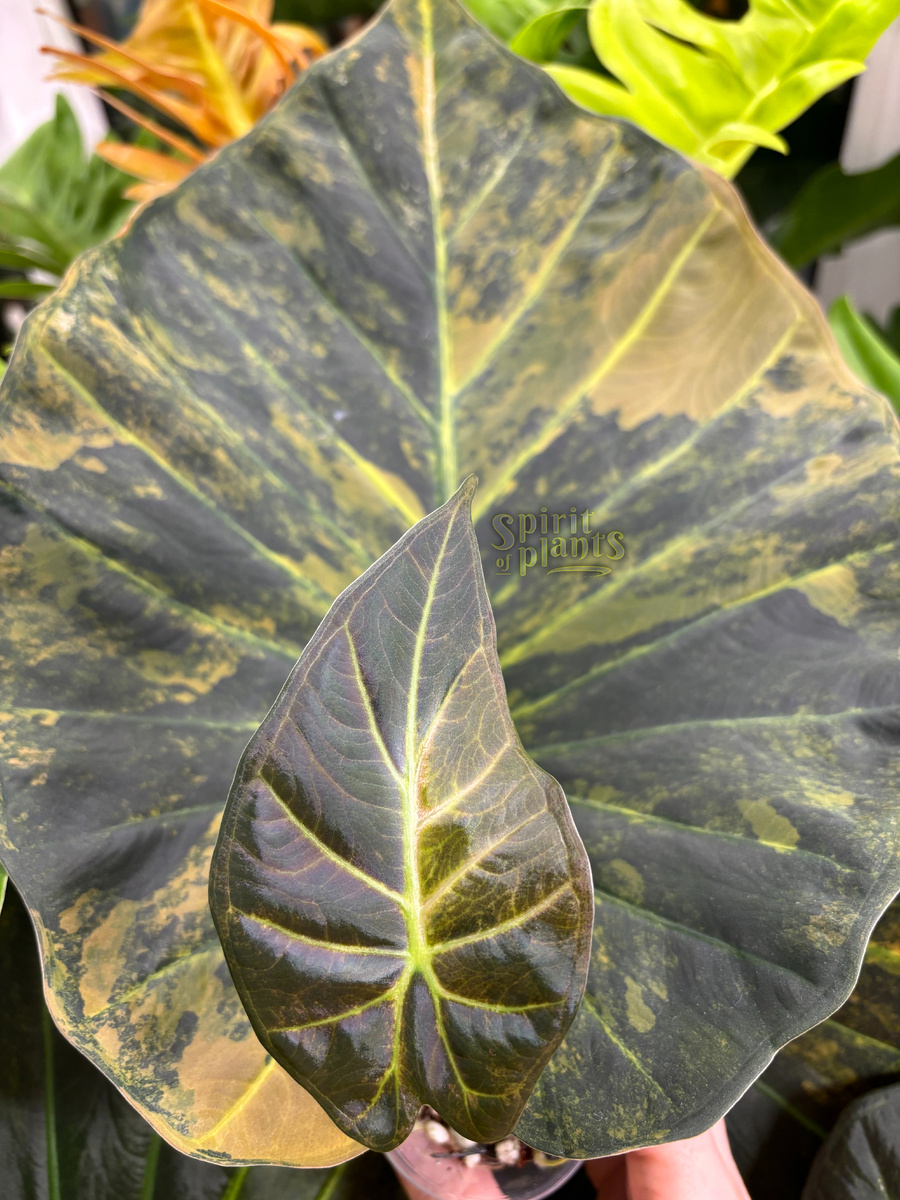 Алоказия Регал Шилдз вариегатная