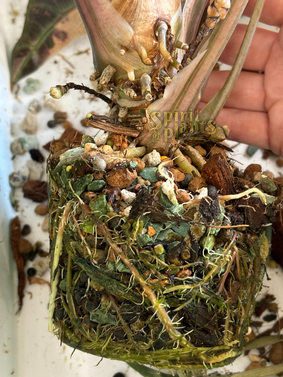 Алоказия Бамбино Пинк, огромный кустище. Растёт на фитильном поливе в кокосово-минеральном субстрате.  