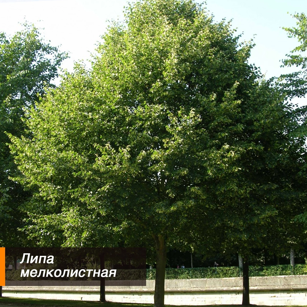 Липа мелколистная