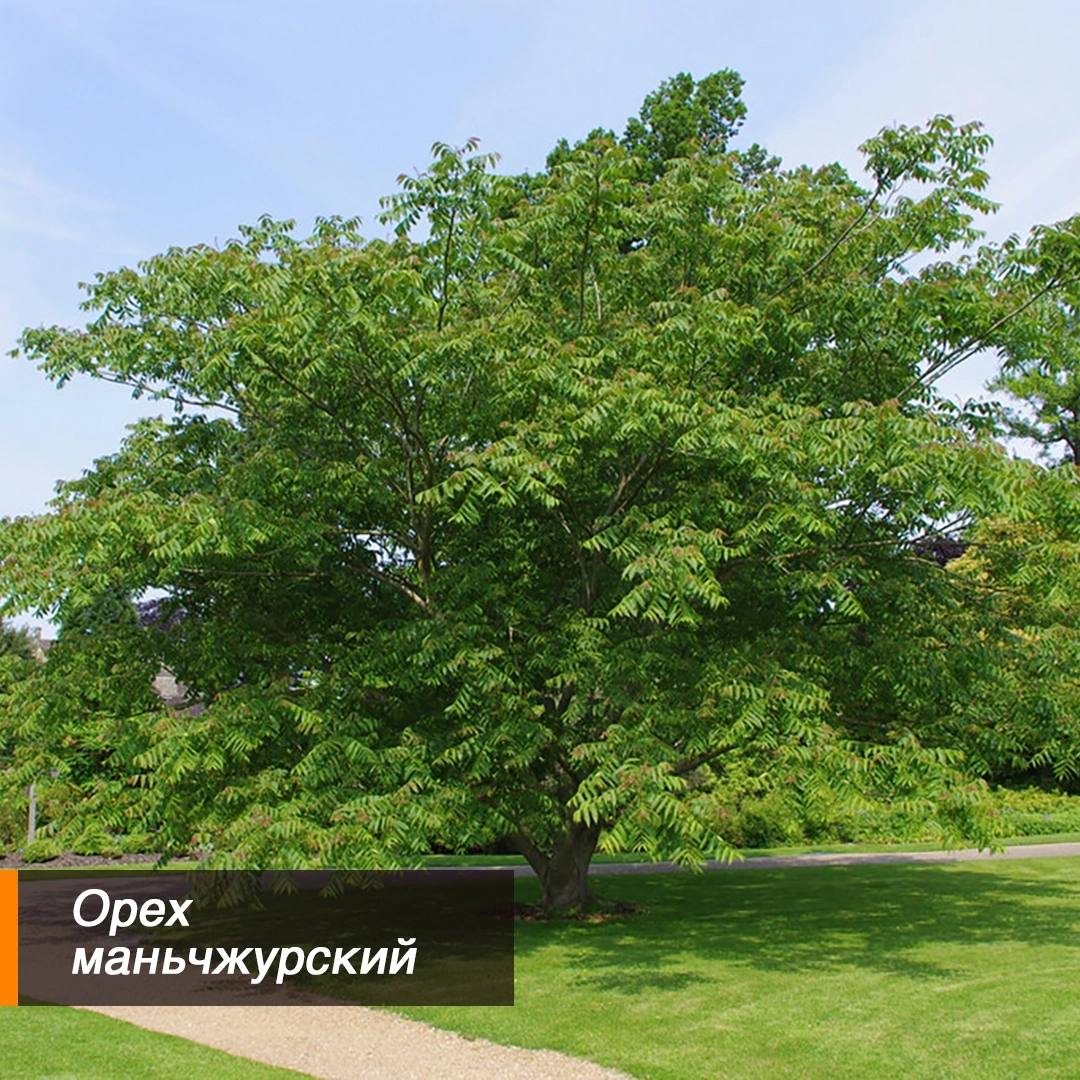 Орех маньчжурский