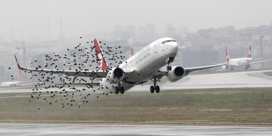 Как стая чаек уничтожила огромный самолет Douglas DC-10
