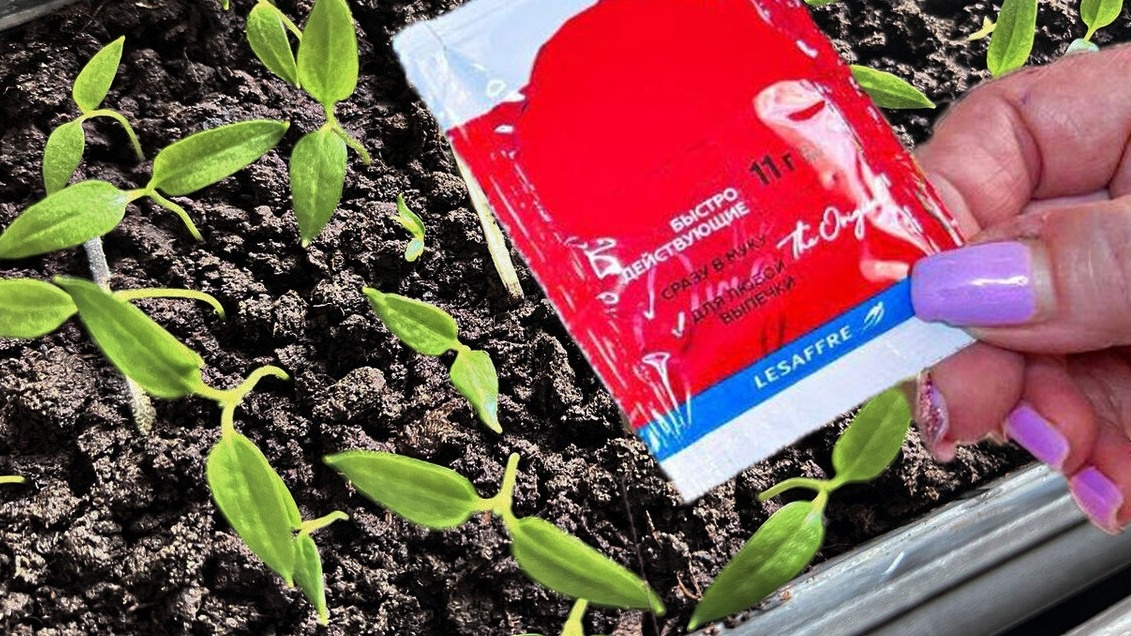 Приготовление натуральной подкормки. Важно точно соблюдать пропорции ингредиентов.