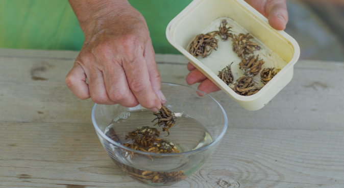 Как сажать ранункулюс