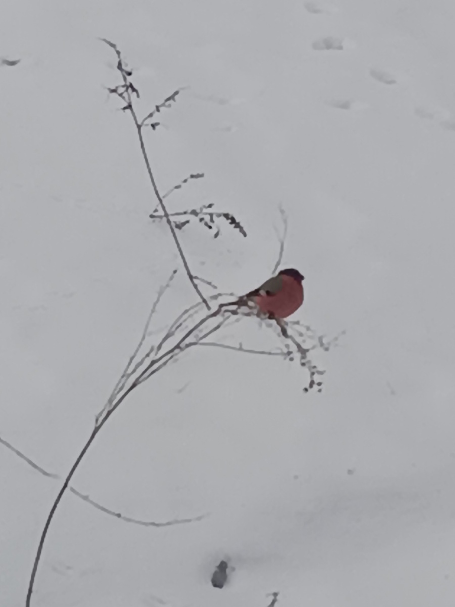 Сфотографировала сегодня вот этого красавца) Правда, снимала издалека, и фото так себе вышло) Но снегирь уж больно хорош! 