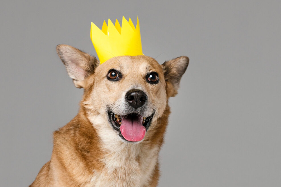     Самый дорогой щенок в мире продан за 484 млн рублей: что в нем особенного