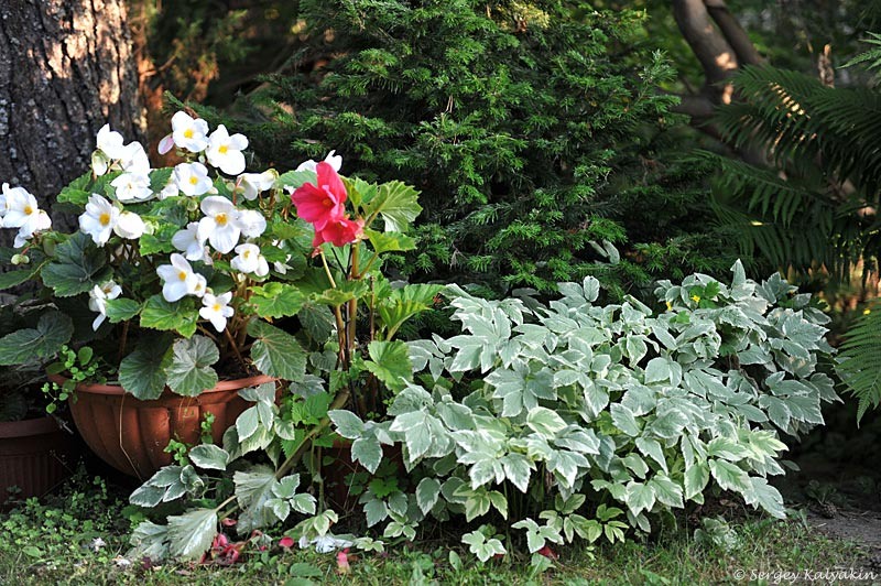 Сныть ‘Variegata’