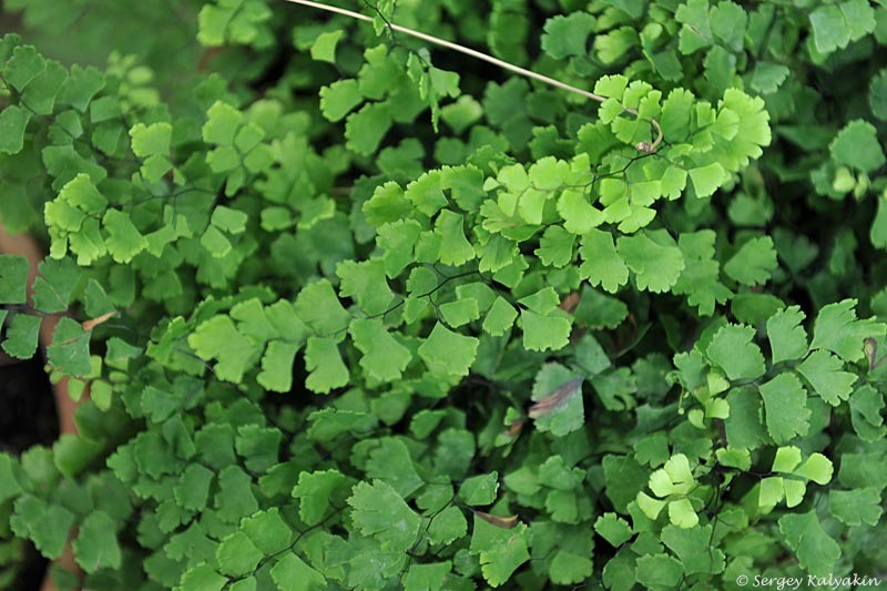 Адиантум венерин волос