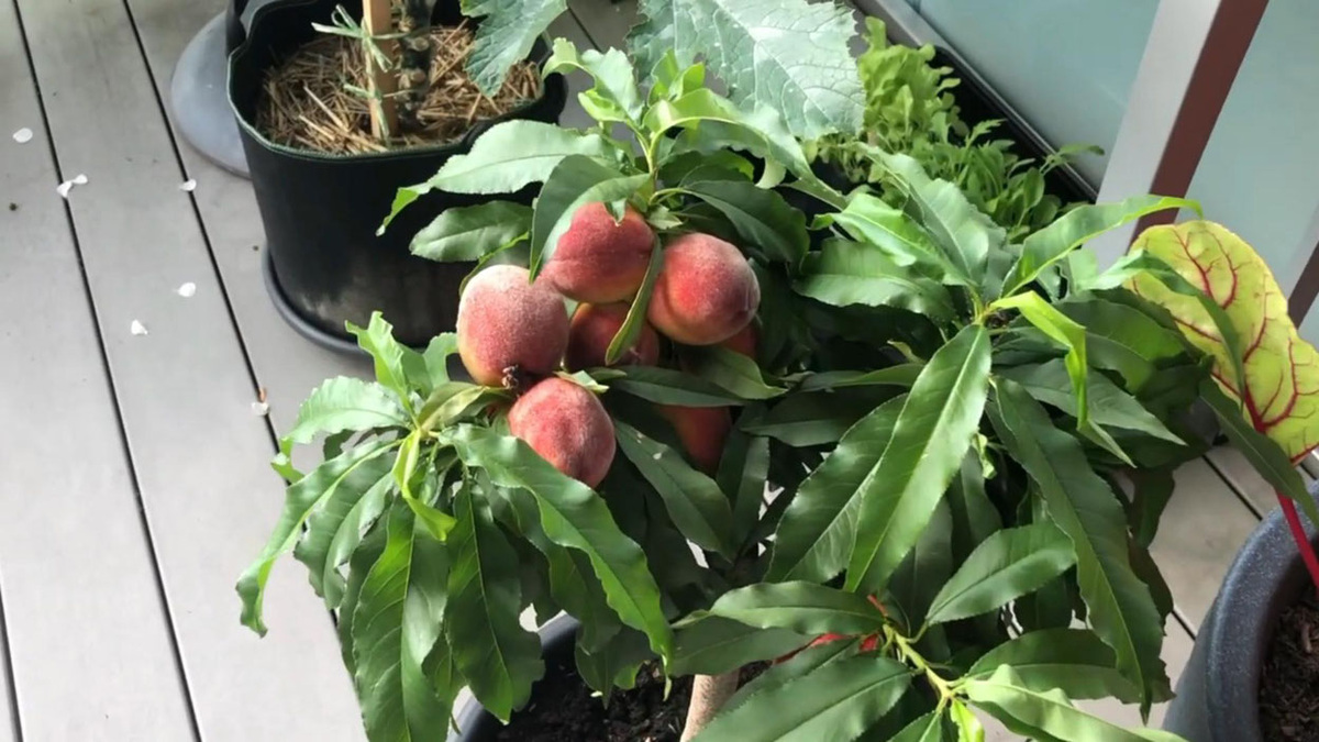 Балконный персик Бонанза В России от Small Gardens