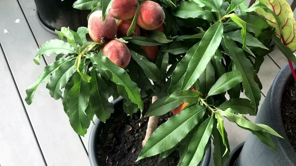 Балконный персик Бонанза от Small Gardens