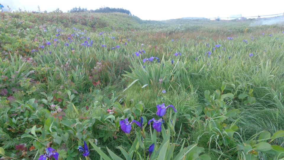 Дикие ирисы. Цветут в сентябре