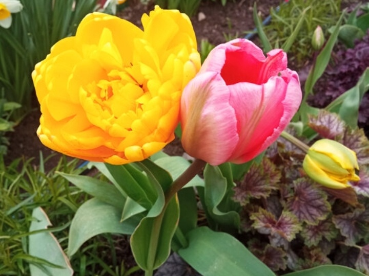 Тюльпаны не копаю и не покупаю. Устала выбрасывать деньги и тратить время попусту