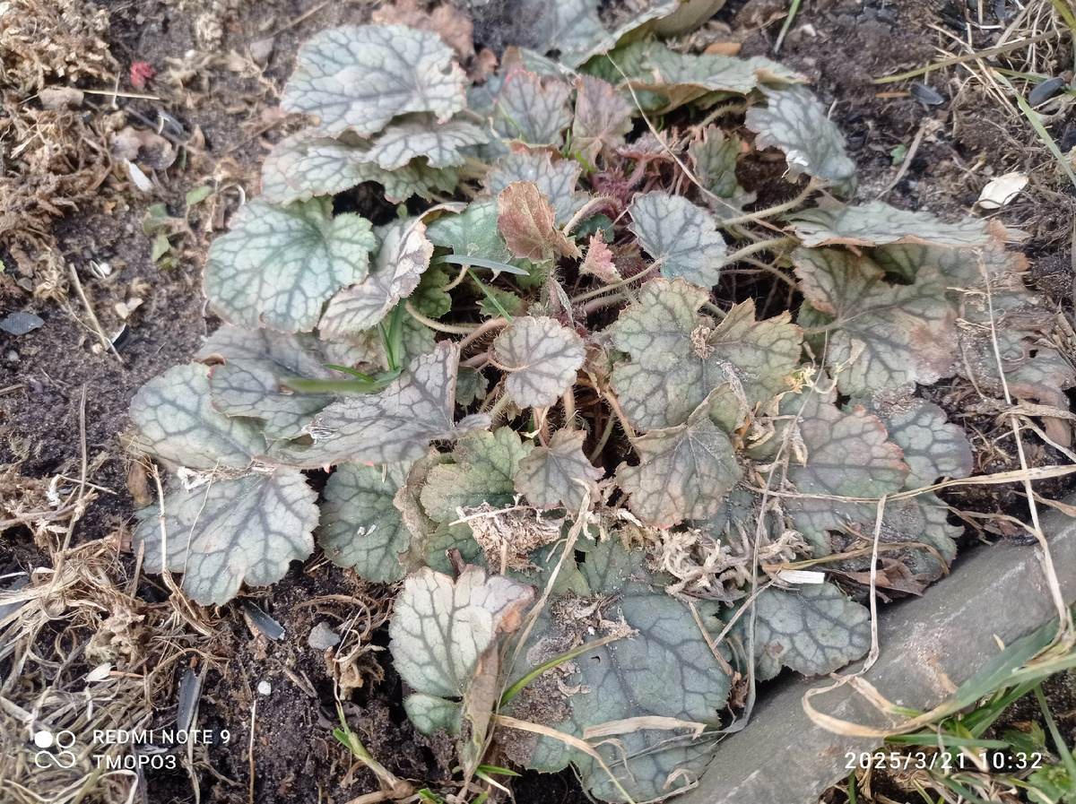 номер раз - живенькая, пусть радуется солнцу, не трогаю