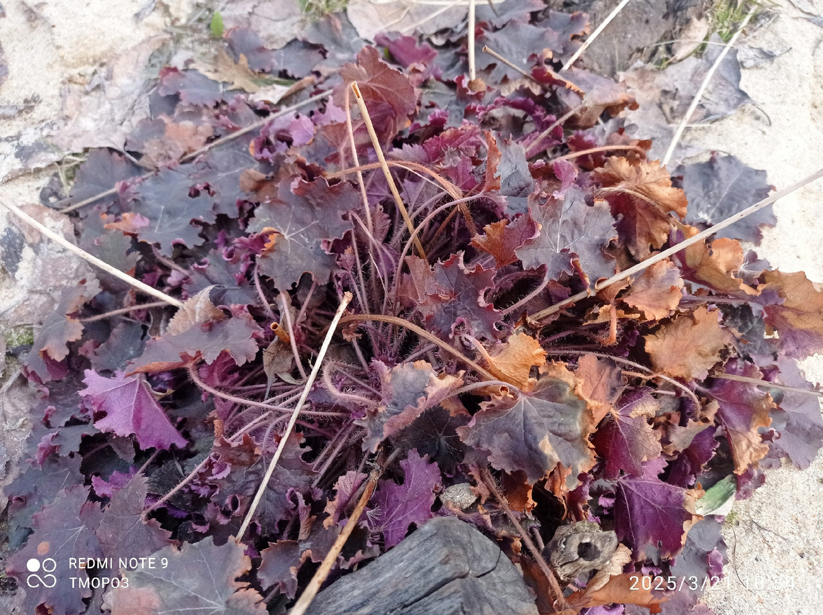 Номер два - старушка, частично почищу, эстетики для