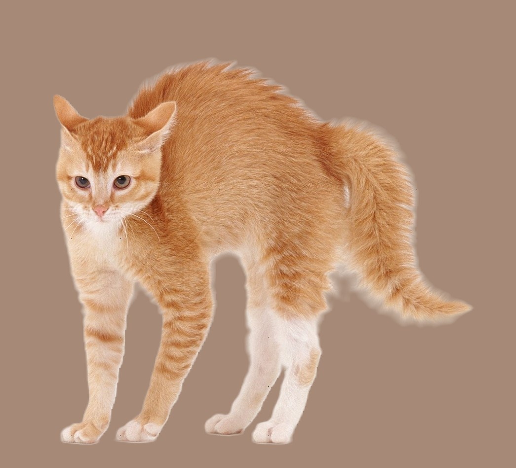 Кот с выгнутой спиной
