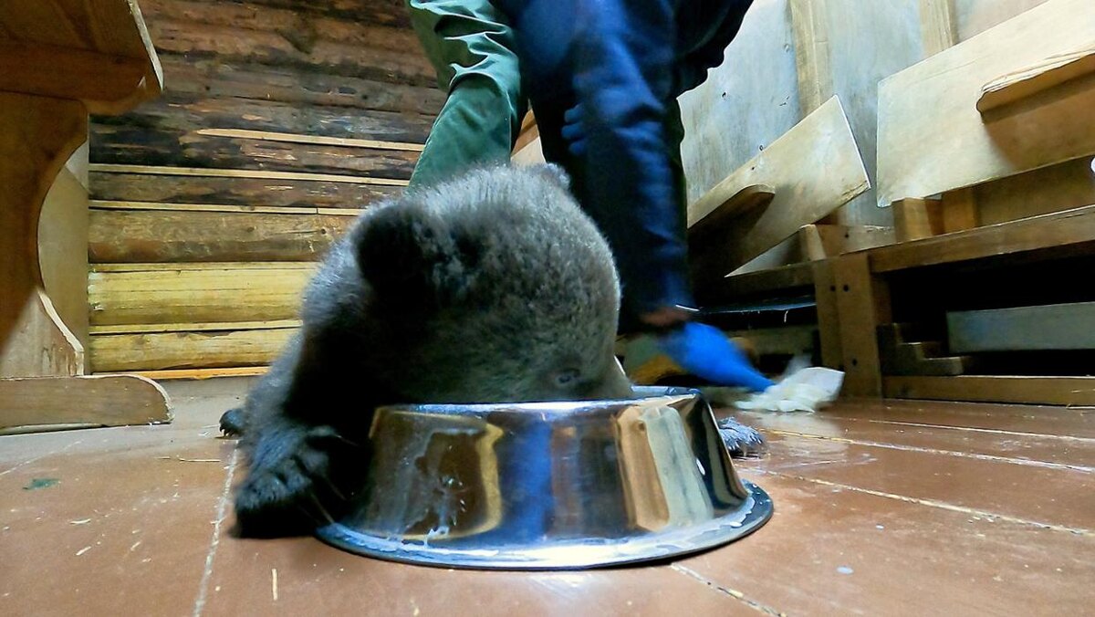 Медвежонок Диана
Фото: из группы «Центр спасения медвежат-сирот» в соцсети «ВКонтакте»