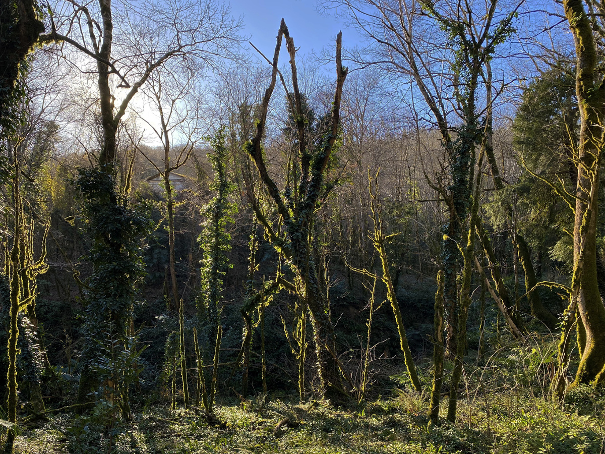 Реликтовый лес поросший мхои