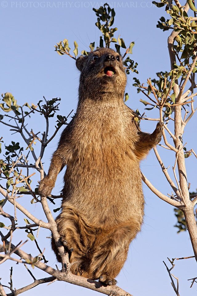 Как вы думаете, кто это? Забрался на верхушку дерева, стоит на задних лапках, явно что-то высматривает, от напряжения раскрыл рот, держится за ветки ручками с четырьмя маленькими пальчиками... Не знаете? Тогда будем отгадывать вместе!