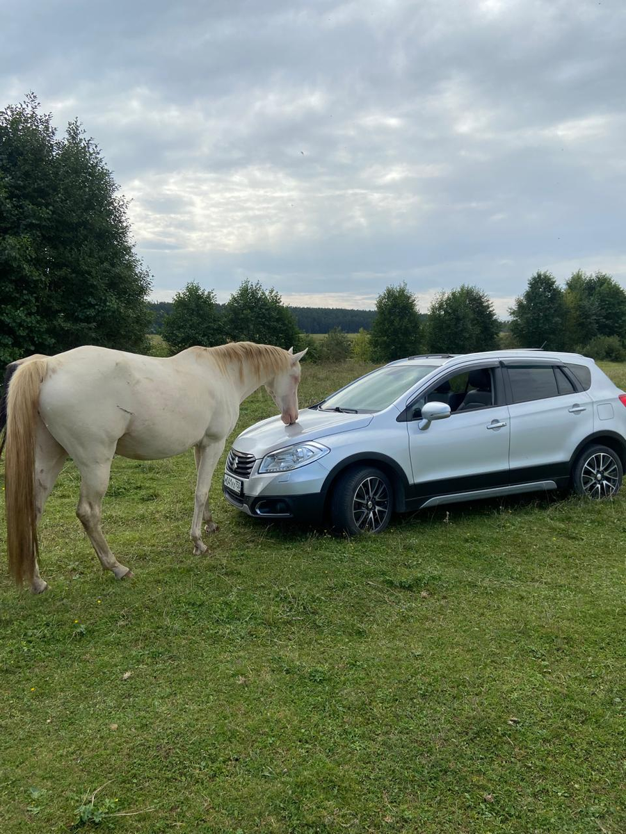 Здесь нам лошадь оставила следы зубов на капоте