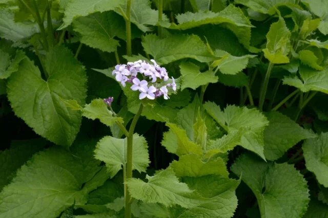    Лунник оживающий.