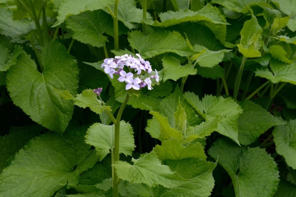    Лунник оживающий. Фото:  www.globallookpress.com/ J. Pfeiffer