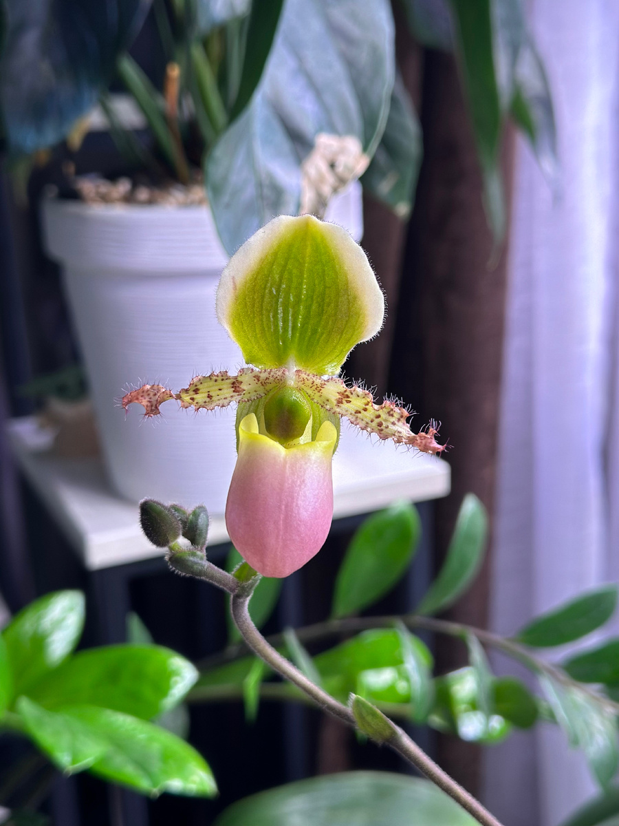 Свежий бутон