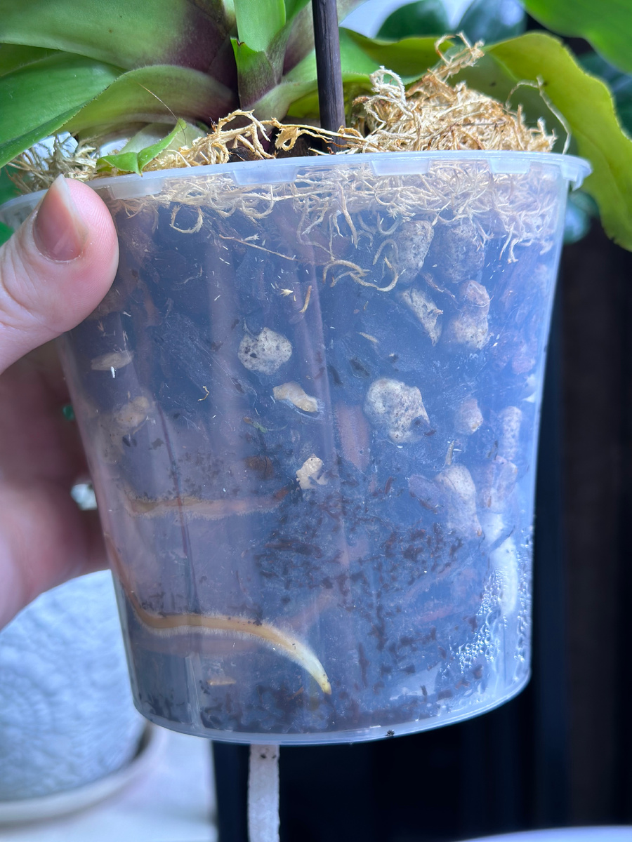 Корни пафиопедилума