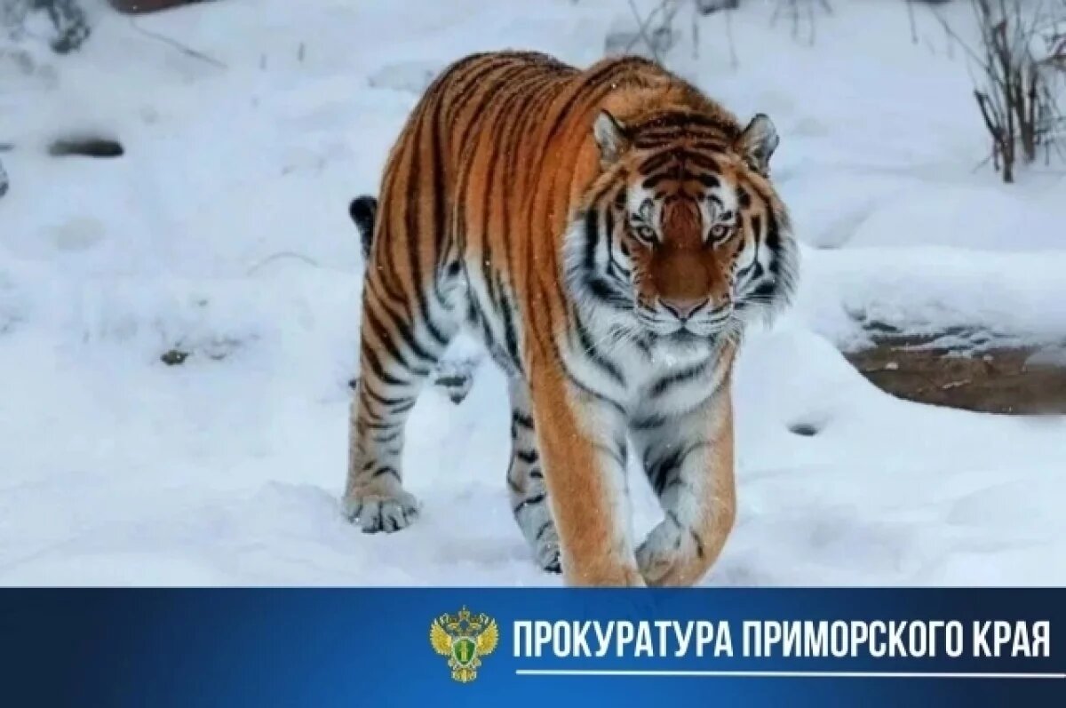    Жителю Приморья, убившему амурского тигра, грозит 4 года колонии