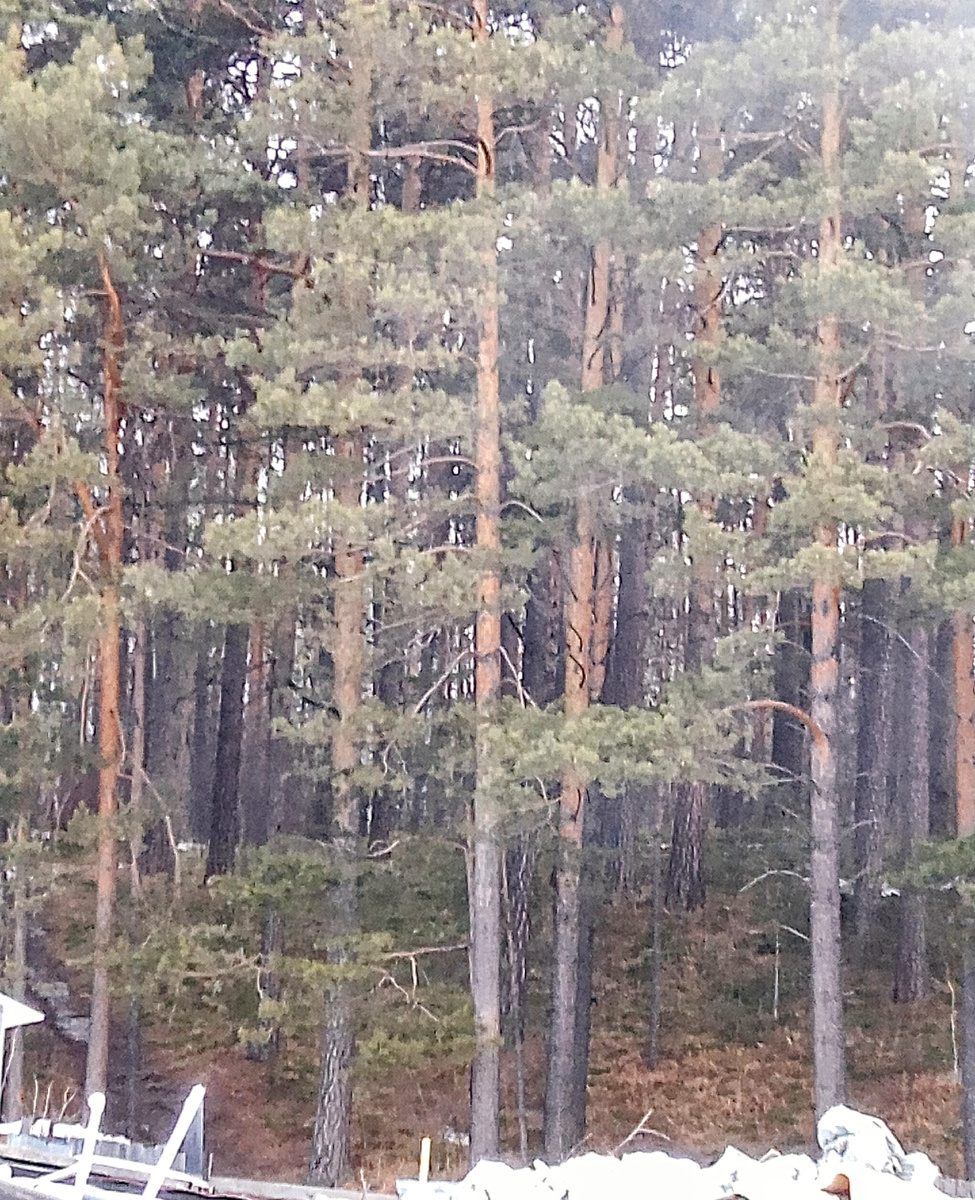 Совсем нет снега, бардак у нашего соседа всё растет и растёт