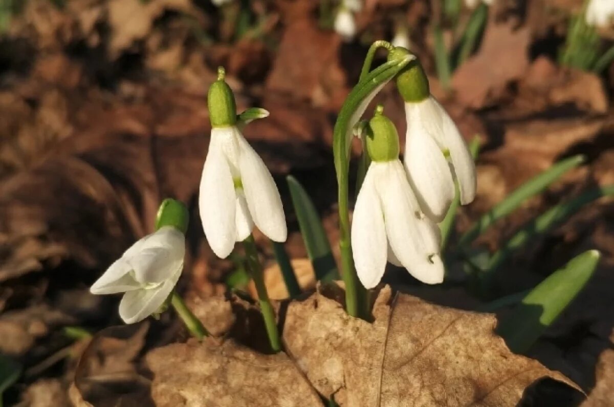    В Уфе синоптики прогнозируют ясную погоду и устойчивое потепление