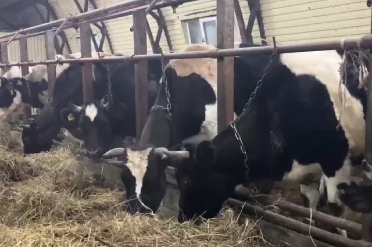    На камчатской ферме с голодными коровами прокуратура нашла массу нарушений