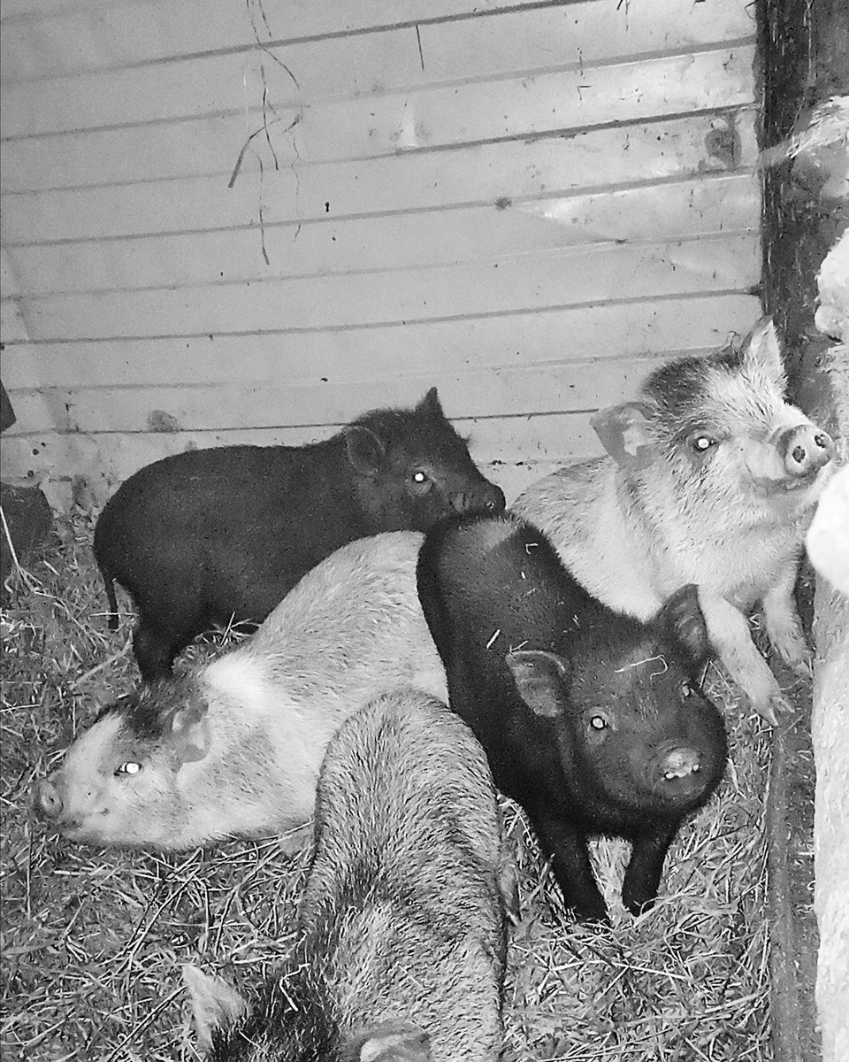 Наши въетнамские свинки в 3 месяца