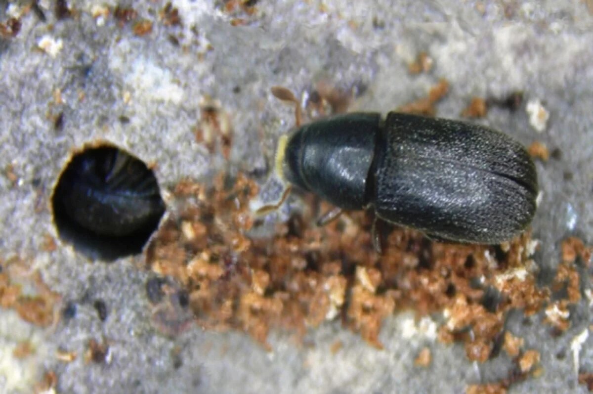    Уссурийский полиграф уничтожает пихты