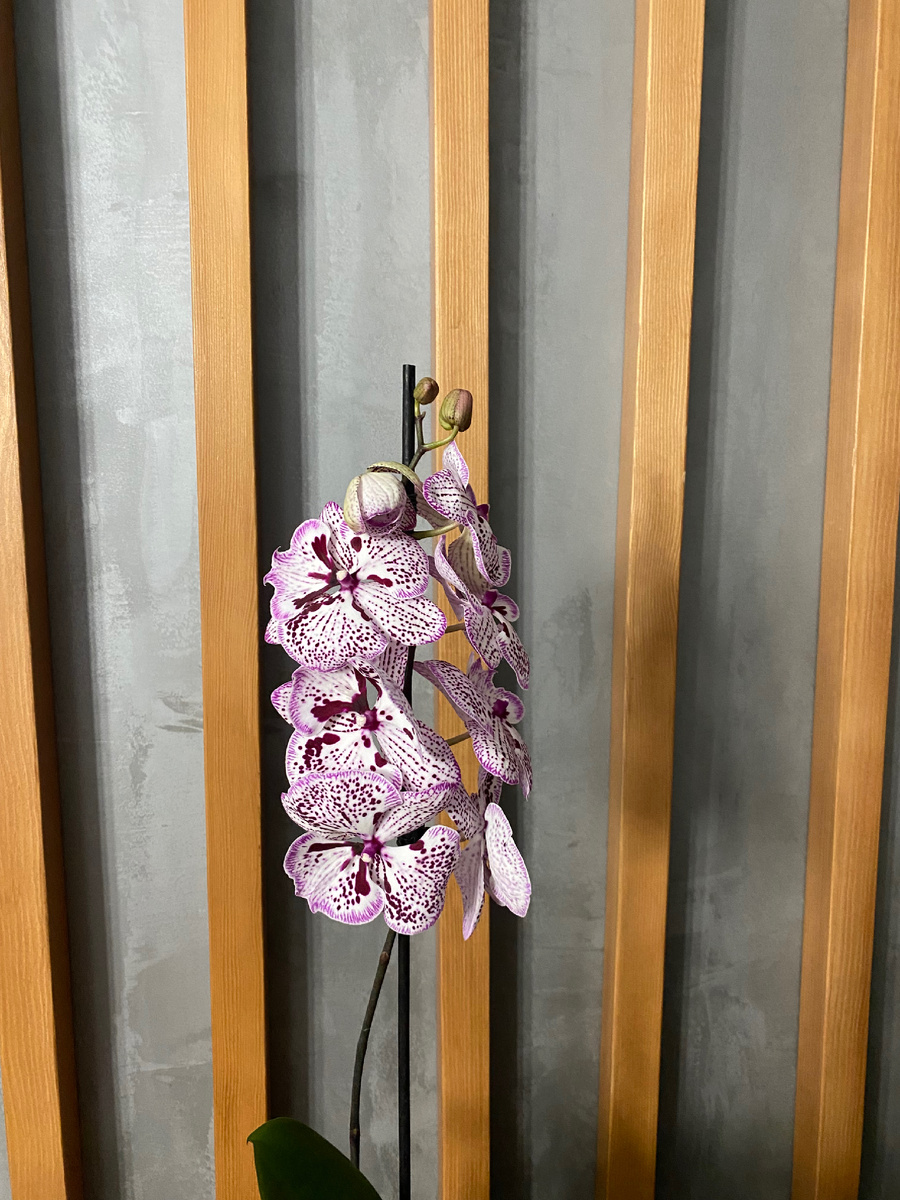 Почувствовала Весну… зацвела орхидея 