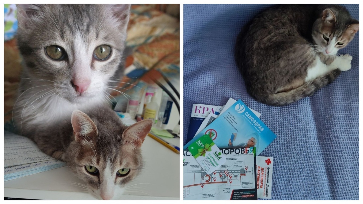 Вот таким (слева вверху) Егор появился в нашем доме, вот таким стал за 14 лет (внизу), справа - он еще здоров и серьезен