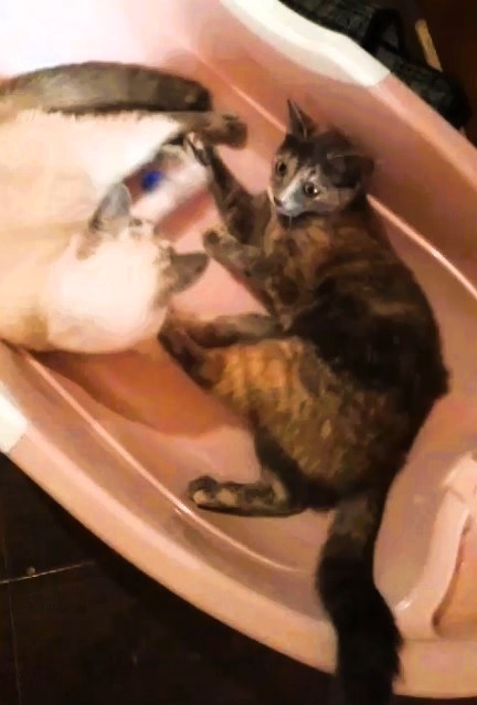 Вот она эта рыжая. За сутки до 0перации. 