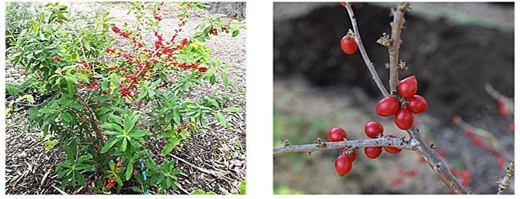    Одно лекарственное растение может решить проблему с ВИЧ