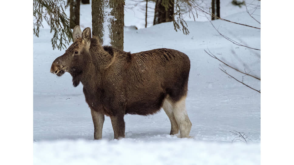 Фото: Алексей Смагин / Коммерсантъ