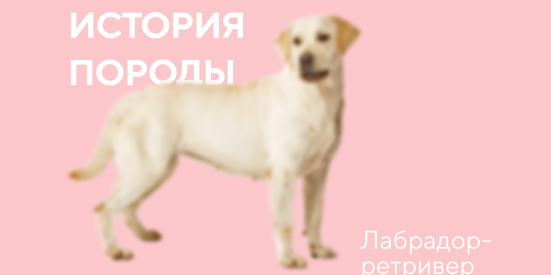 История породы лабрадор-ретривер