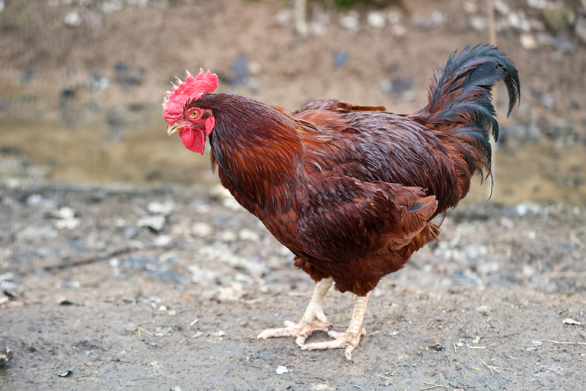 Фото: Petrov Sergey / news.ru / globallookpress
