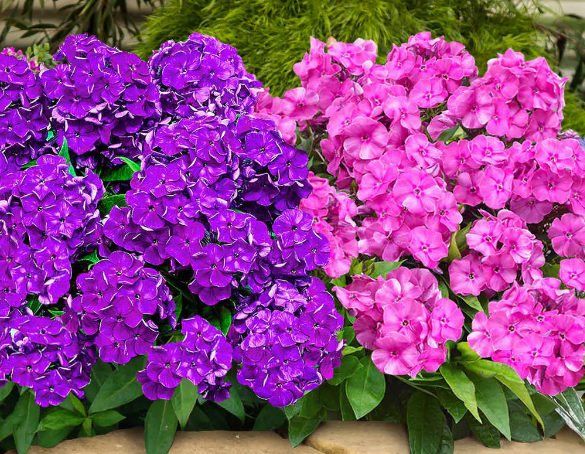 УХОД ЗА ФЛОКСАМИ