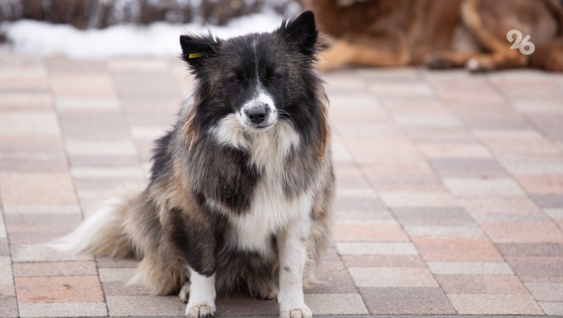      Фото: Валерия Алтухова / / ИА «Победа26»