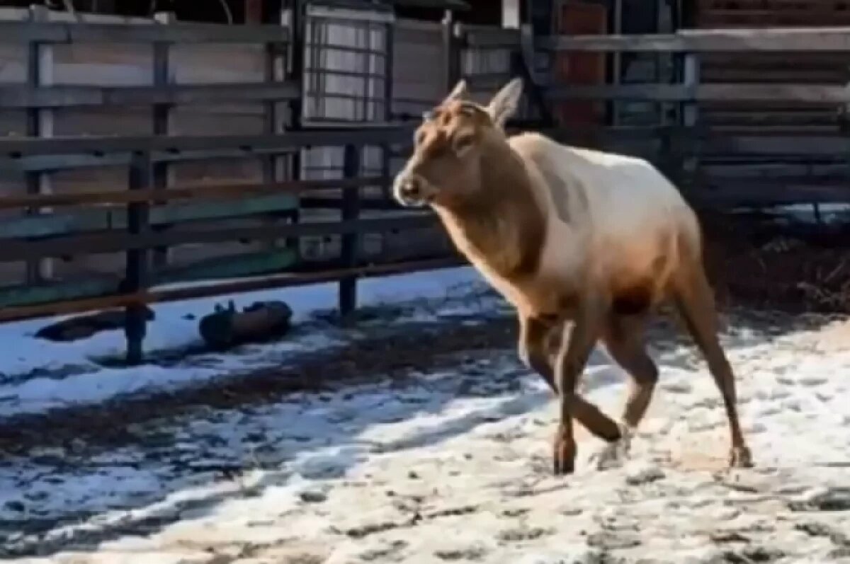    Животное готовится к лету.